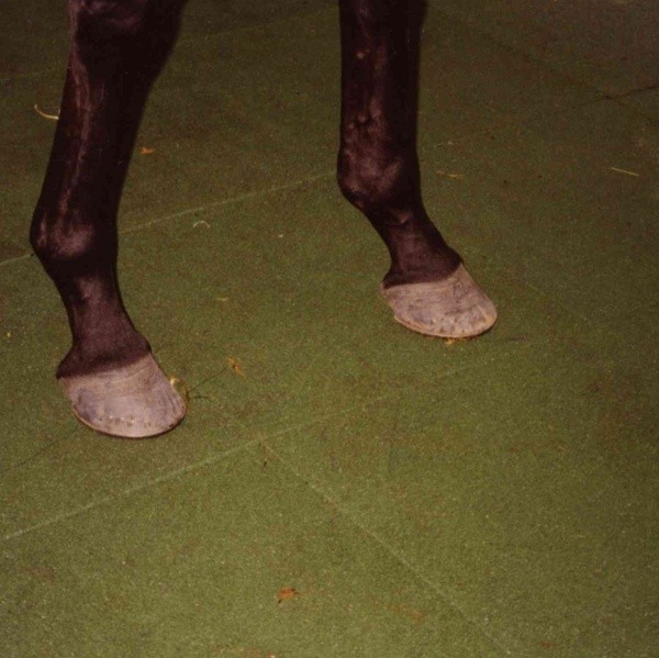 Dalle pour box à chevaux