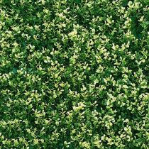 Mur Végétal Artificiel Buis Marbré 80 mm 1m x 1m